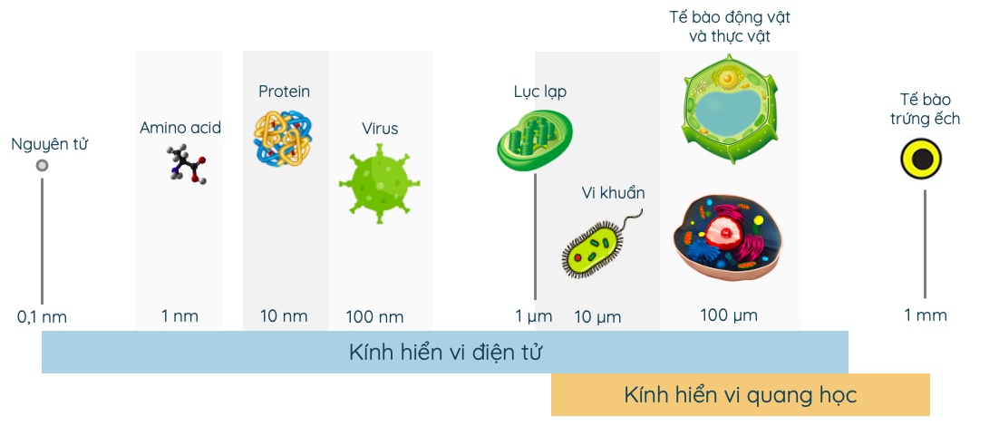 Kích thước của một số loại tế bào và cấp độ dưới tế bào​